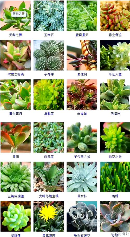 宝宝起名叫多肉怎么起 孩子小名能叫多肉吗