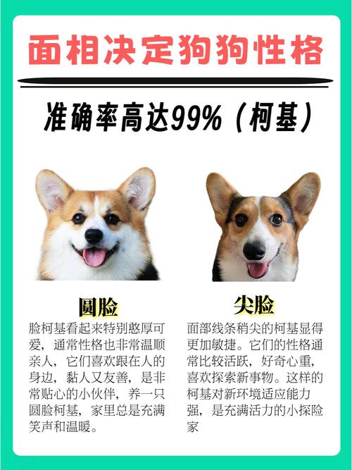 什么面相的狗凶猛好呢女 斗狗场上最凶猛的狗