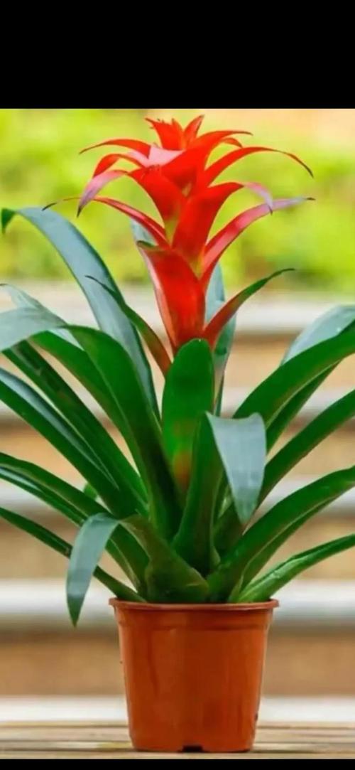 属马的能养哪些花招财运 属马的养什么花最旺是什么意思？